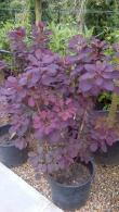 cotinus coggygria 