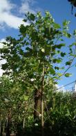 Liriodendron Tulipifera, tulip tree, flowering. For sale at our London plant centre, UK