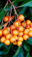 Pyracantha Orange Charmer. By Online London UK.