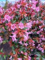 Abelia Edward Goucher Compact Shrub for Sale Online UK delivery.