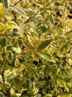 Abelia Grandiflora Kaleidoscope is a compact evergreen shrub with beautiful foliage variegation, fragrant pink flowers attract pollinators, buy online UK