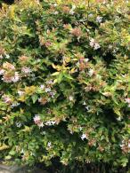 Abelia Grandiflora flowers are white with a pink tinge, flowering all summer long in the UK