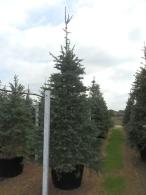 Abies concolor (white fir) with silvery blue needles