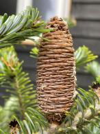 Abies Koreana tree displaying a mature brown cone surrounded by dense needle coverage