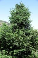 Abies Pinsapo Spanish fir tree, large conifer trees to buy online UK