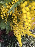 Acacia Dealbata Mimosa also known as Yellow Mimosa Tree for Sale online with UK delivery