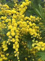 Pleached Acacia dealbata tree featuring feathery foliage and bright yellow flowers