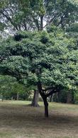 Acer Campestre Nanum or Dwarf Field Maple synonymous with Acer campestre Compactum