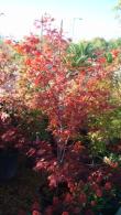 Acer Palmatum Atropurpureum, Japanese Acer Specialists, Paramount Plants and Gardens, London UK