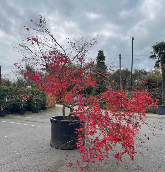 Unique Acer Palmatum Bloodgood tree, you buy the exact tree in the image, for sale online UK delivery