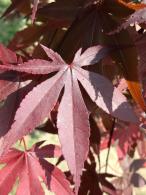 Acer Palmatum Bloodgood Japanese Maple