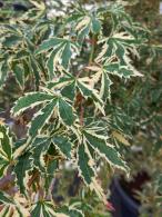 Acer palmatum Butterfly with variegated green and white leaves