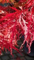 Acer Palmatum Dissectum Garnet leaves in Autumn, buy online UK