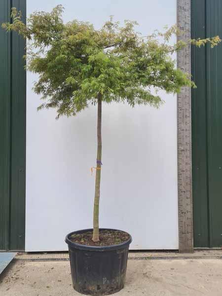 Acer Palmatum Dissectum Flavescens Unique Tree For Sale UK