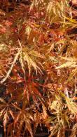 Acer ornatum with green and red foliage in summer