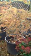 Acer Palmatum Ornatum, Japanese Acer, Acer Specialists London UK. Our acers are available to buy online UK. 