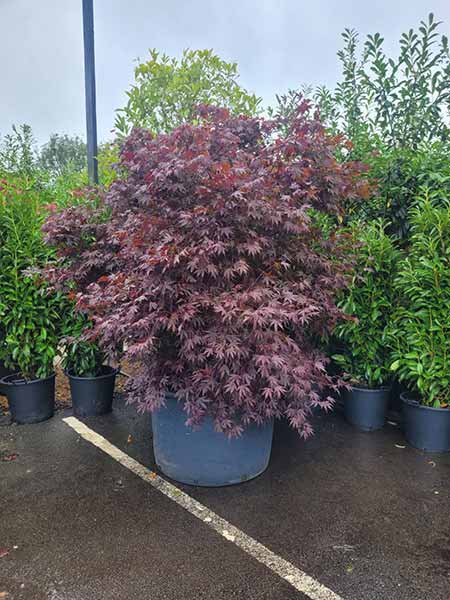 Unique Mature Specimen Japanese Maple