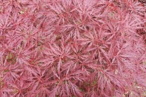 Acer Palmatum Dissectum Garnet leaves in Autumn, buy online UK