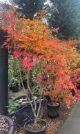 Acer Palmatum Kogane Nishiki. Buy Online, London UK.