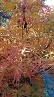 Acer Palmatum Red Pygmy tree in Autumn, close up of the foliage shape and colour, buy online UK