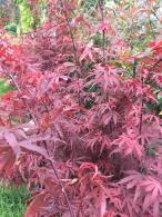 Acer Palmatum Shaina, Dwarf Japanese Maple tree with superb Autumn colour