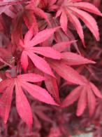 Acer Palmatum Skeeters Broom Japanese Acers