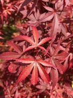 Acer Palmatum Skeeters Broom Japanese Acers