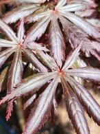 Leaf detail of Acer Palmatum Trompenburg tree, buy online UK delivery