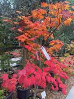 Acer palmatum japonicum Vitifolium Japanese Maple with autumn changing colours