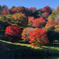 Acer Palmatum Bloodgood Japanese Maple