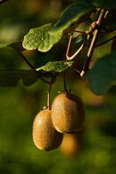 Actinidia Deliciosa Jenny Boskoop or Kiwifruit Jenny Boskoop, hardy self-pollinating kiwifruit climber