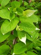 Actinidia kolomikta with variegated green, white, and pink foliage