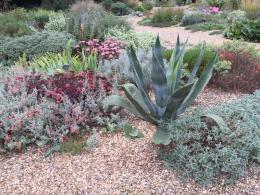 Agave Americana, Succulents, UK