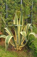 Variegated Agave Americana Variegata or Century plant a succulent that will grow in the UK