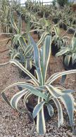 Variegated Agave Americana Variegata or Century plant a succulent that will grow in the UK