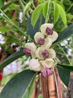 Akebia quinata Cream Form climbing plant with white flowers