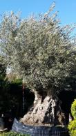 Olive tree specialists,  standard olive trees, London nursery, UK, Olive Trees London. For sale throughout the UK.