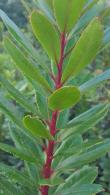 Arbutus Unedo, known as the Strawberry tree, lovely flowers and amazing edible fruits in autumn, we have trees and shrub specimens for sale UK.