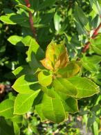 Arbutus Unedo, known as the Strawberry tree, lovely flowers and amazing edible fruits in autumn, we have trees and shrub specimens for sale UK.