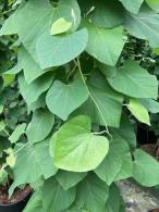 Aristolochia Macrophylla or Dutchmans Pipe or Pipevine plants, lovely heart shaped foliage vine for sale online with UK delivery.