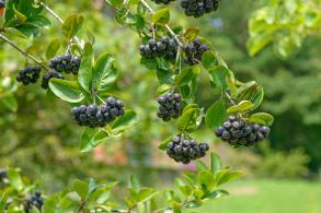 Aronia prunifolia Viking in flower