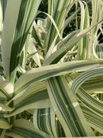 Arundo donax Aureovariegata with striking green and yellow striped foliage