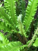 Asplenium Scolopendrium Angustatum fern showing new fronds 