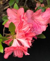 Azalea Blaauws Pink, evergreen Azalea with spectacular pink flowers in late Spring 