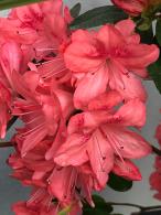 Azalea Blaauws Pink, evergreen Azalea with spectacular pink flowers in late Spring 