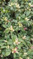 Azalea Japonica Silver Queen, Flowering Shrubs UK