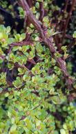 Berberis Pow Wow foliage close up with buds, UK gardens