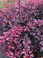 Berberis thunbergii Rose Glow - the new leaves emerge purple, silver-pink and bright rose later becoming purple. 