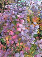 Berberis Orange Dream with vibrant orange and yellow foliage on a sunny day