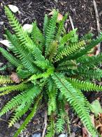 Blechnum Spicant also known as the Deer Fern, tidy upright habit evergreen fern which prefers semi shade